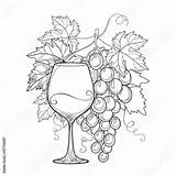 Wine Coloring Outline Grape Vector Book Leaves Winery sketch template