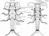Stonefly Nymph Morphology Dorsal Typical Ventral sketch template