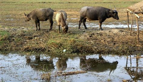 the water buffalo or domestic asian water buffalo bubalus bubalis is a large bovid originating