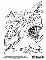 Coloring Shark Pages Sharks Printable Tags Great Kids sketch template
