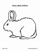 Coloring Rabbit Cottontail Kit Bunny sketch template