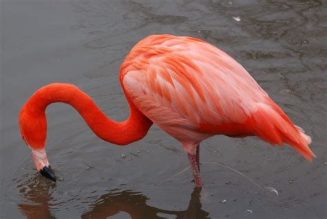pichacaribbean flamingo  slimbridge arpjpg wikipedia kamusi