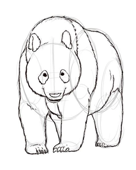 pencil sketches  drawings   draw realistic panda bears