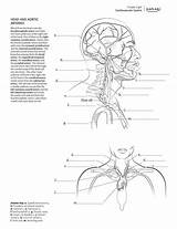 Physiology Kaplan Workbook Netter Kidsworksheetfun K5 Getcolorings K5worksheets sketch template