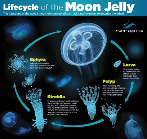 facts  jellyfish life seattle aquarium jellyfish facts