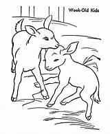 Goat Bauernhoftiere Goats Ziege Dump Ausmalbild Sheet Colouring Letzte Q1 Coloringhome sketch template
