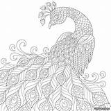 Peacock Drawing Coloring Pages Stress Anti Cartoon Outline Boyama Getdrawings Painting Decorative Easy Glass Adult Getcolorings Sayfaları Oku Icin Silhouettes sketch template