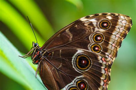 brown morpho butterfly  stock photo public domain pictures