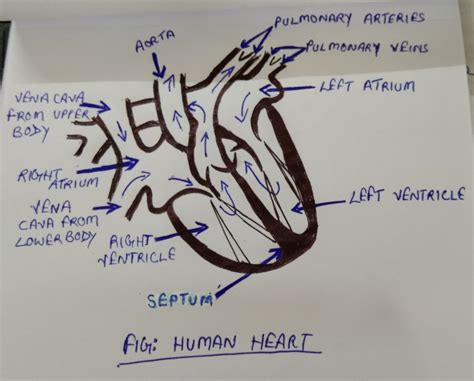 heart diagram labeled drawing