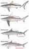 Image result for Blacktip Shark Identification. Size: 60 x 100. Source: greatanglers.com