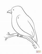 Bird Coloring Branch Tree Pages Perching Drawing Canary Printable Color Birds sketch template