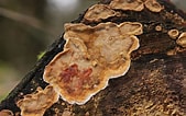 Afbeeldingsresultaten voor "amphinema Rugosum". Grootte: 169 x 106. Bron: ultimate-mushroom.com