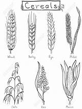 Barley Millet Rice Cereals Rye Getreide Graangewassen Disegnata Cereali Trigo Cebada Oats Maiz Millets Designlooter 123rf Maize Zeichnen Escolares Espiga sketch template