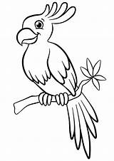 Pirate Parrot Coloring Drawing Parrots Pages Getdrawings sketch template