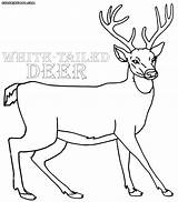 Deer Coloring Pages Whitetailed Tailed Wildlife Printable Print Kids Colorings sketch template