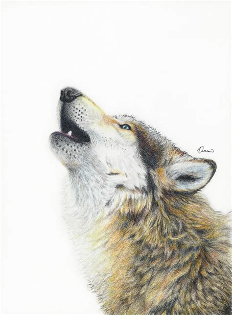 Howling Wolf Drawing By Kathleen Wong Fine Art America