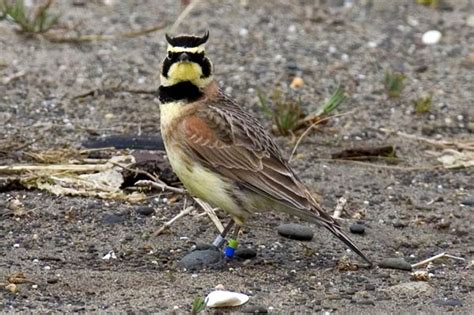 streaked horned lark northwests latest candidate  endangered species list favors airports