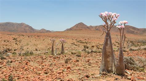 How To Successfully Care For Your Desert Rose