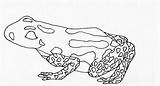 Dart Poison Frog sketch template