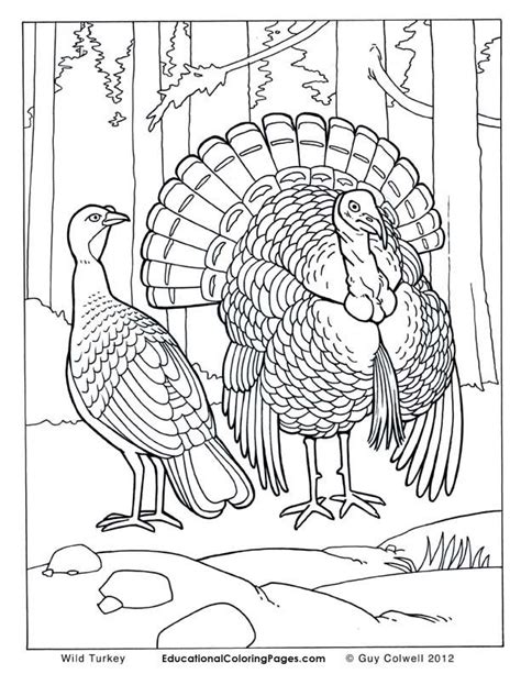 realistic coloring pages  animals coloring home
