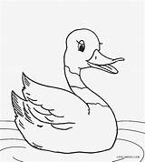 Duck Coloring Pages Printable Cute Cool2bkids Kids Realistic Drawing Baby Rubber Color Duckie Mallard Getcolorings Print Getdrawings Pag sketch template