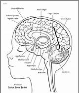 Printables Labeling Cerebro Gehirn Physiology Partes Limbic Amygdala Nervioso Sistema Cortex Preschool Cerebrale Tumeur Margaret Psyd Jessop Abrir Joe sketch template