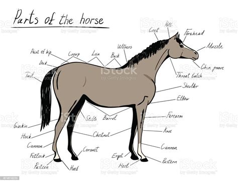 parts  horse equine anatomy equestrian scheme  text stock illustration  image