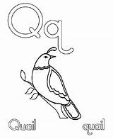 Coloring Quail Pages Drawing Kids Preschool Letter Getdrawings Template Comments sketch template