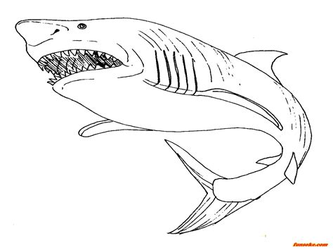 megalodon coloring pages  print   gmbarco