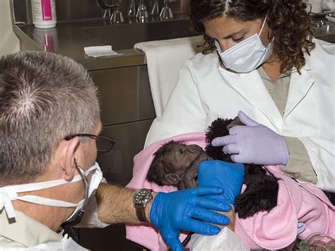 natureza bebê gorila chega aos braços da mãe após cirurgia no pulmão
