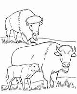 Coloring Pages Bison Wild Animal Parks Yellowstone National Park Animals Printables Family Buffalo Usa Monuments Plain Plains Great Printable Clipart sketch template