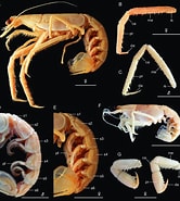 Afbeeldingsresultaten voor "neoglyphea Inopinata". Grootte: 166 x 185. Bron: www.researchgate.net