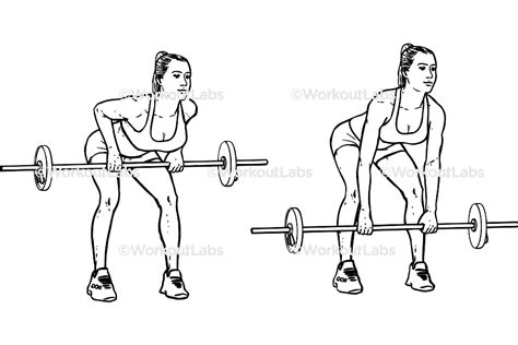 Bent Over Barbell Rows – Workoutlabs Exercise Guide