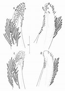 Afbeeldingsresultaten voor "ashtoret Maculata". Grootte: 133 x 185. Bron: www.researchgate.net