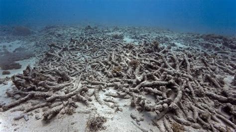 folge des klimawandels korallenriffe  verheerendem zustand great