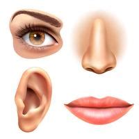 eyes nose mouth  vector art   downloads