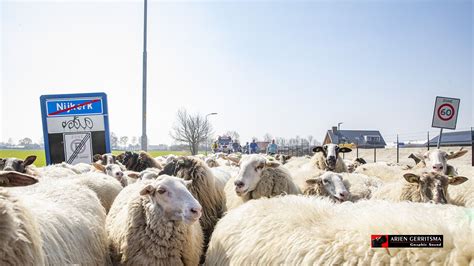 schapen weer  wijk corlaer video