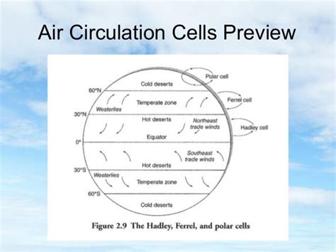 circulation cells