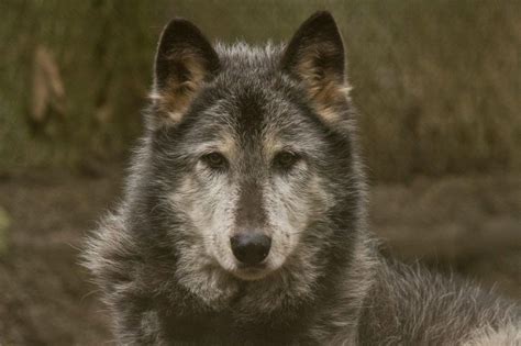 gray wolf wildlife images rehabilitation  education center
