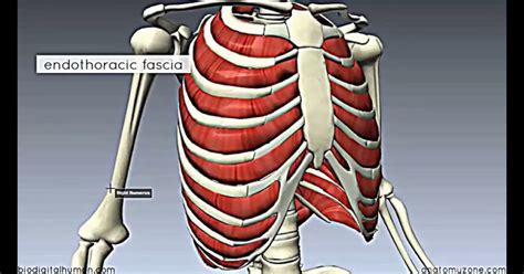 anatomy  chest wall thoracic wall atlas  anatomy  chest wall   regional