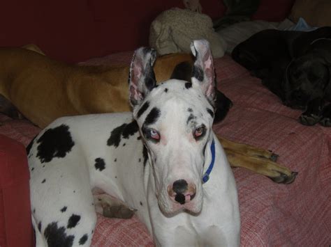 Post Crop Ear Taping Page 2 All About Great Danes