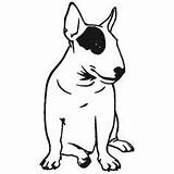 Bull Terrier Coloring English Dog sketch template