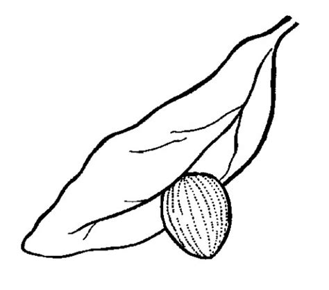 monarch pupa coloring page coloring pages