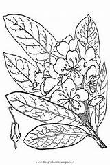 Arbusti Rododendro Maximo Natura Condividi sketch template