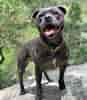 Image result for Staffordshire Bull Terrier. Size: 87 x 100. Source: buzzsharer.com