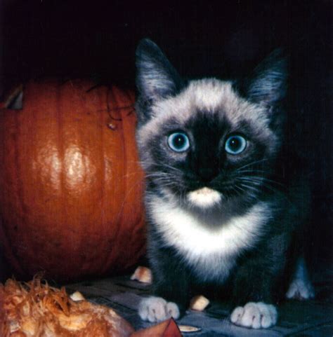 halloween cat  stock photo public domain pictures
