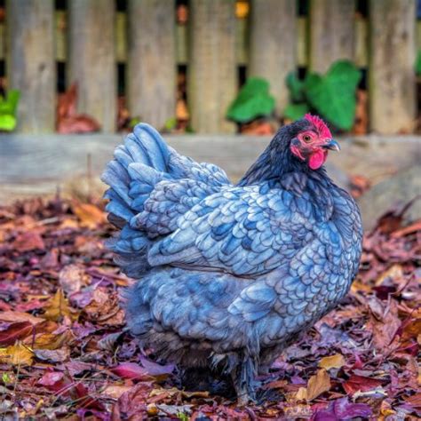 delaware state bird blue hen chicken statescom states
