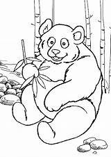 Panda Coloring Pages Printable Kids sketch template