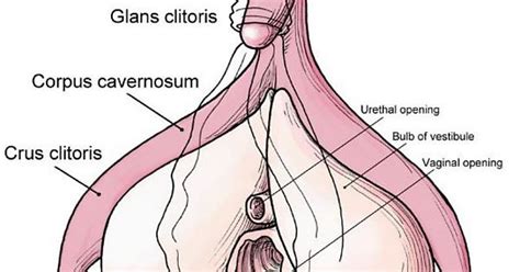 clitoral anatomy album on imgur