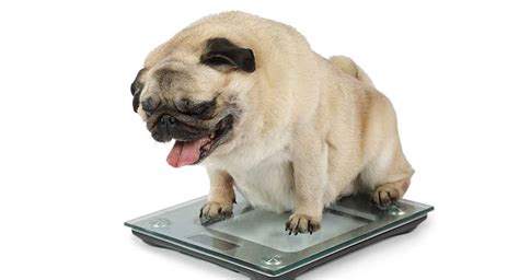 fat pug      pug   healthy weight
